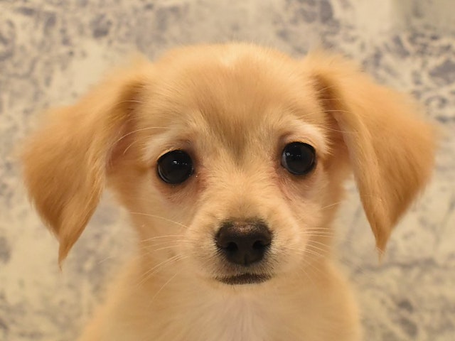 千葉県のハーフ犬・ミックス犬 (ペッツワン船橋習志野店/2024年5月24日生まれ/男の子/イエロー)の子犬